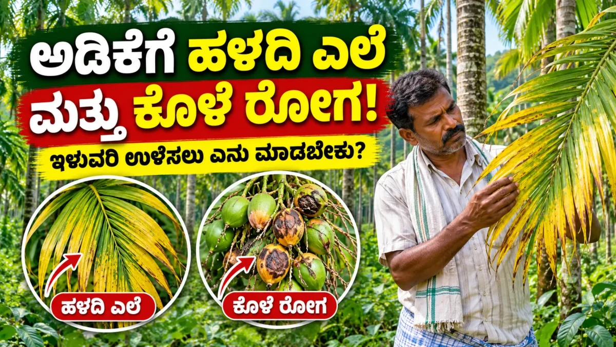 ಅಡಿಕೆ ತೋಟದಲ್ಲಿ ಎಲೆ ಹಳದಿಯಾಗುವುದು ಮತ್ತು ಕೊಳೆ ರೋಗ ಗುರುತಿಸುವ ಕುರಿತು ಮಾಹಿತಿ ಚಿತ್ರ