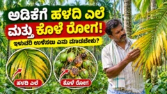 ಅಡಿಕೆ ತೋಟದಲ್ಲಿ ಎಲೆ ಹಳದಿಯಾಗುವುದು ಮತ್ತು ಕೊಳೆ ರೋಗ ಗುರುತಿಸುವ ಕುರಿತು ಮಾಹಿತಿ ಚಿತ್ರ