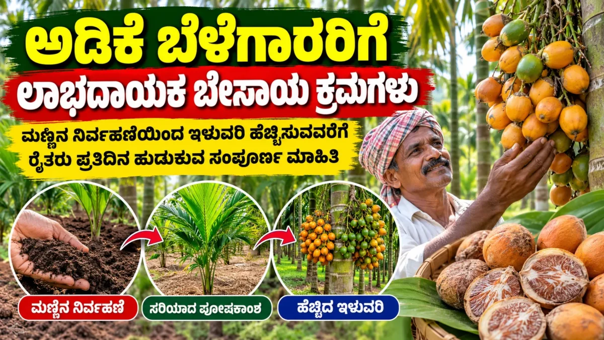 ಕರ್ನಾಟಕ ಅಡಿಕೆ ತೋಟದಲ್ಲಿ ಅಡಿಕೆ ಬೆಳೆಗೆ ಮಣ್ಣು ಹಾಗೂ ನೀರಾವರಿ ನಿರ್ವಹಣೆಯ ಚಿತ್ರ