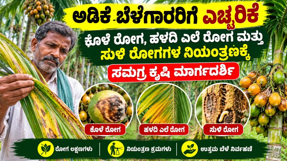 ಅಡಿಕೆ ತೋಟದಲ್ಲಿ ರೋಗಗಳ ಲಕ್ಷಣ ಪರಿಶೀಲನೆ ಮತ್ತು ರೋಗ ನಿರ್ವಹಣೆಯ ಚಿತ್ರ