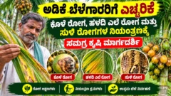 ಅಡಿಕೆ ತೋಟದಲ್ಲಿ ರೋಗಗಳ ಲಕ್ಷಣ ಪರಿಶೀಲನೆ ಮತ್ತು ರೋಗ ನಿರ್ವಹಣೆಯ ಚಿತ್ರ