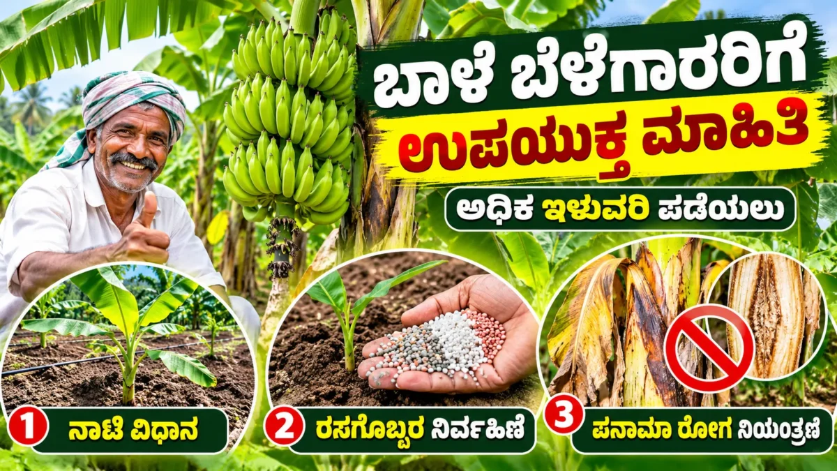 ಬಾಳೆ ತೋಟದಲ್ಲಿ ಬಾಳೆ ಬೆಳೆ ಮತ್ತು ರೋಗ ನಿರ್ವಹಣೆ ಕುರಿತು ರೈತರಿಗೆ ಮಾಹಿತಿ ಚಿತ್ರ