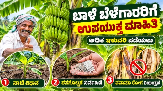 ಬಾಳೆ ತೋಟದಲ್ಲಿ ಬಾಳೆ ಬೆಳೆ ಮತ್ತು ರೋಗ ನಿರ್ವಹಣೆ ಕುರಿತು ರೈತರಿಗೆ ಮಾಹಿತಿ ಚಿತ್ರ