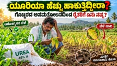 ಯೂರಿಯಾ ಗೊಬ್ಬರ ಅತಿಯಾದ ಬಳಕೆ ಮತ್ತು ಸಮತೋಲಿತ ಪೋಷಕಾಂಶ ನಿರ್ವಹಣೆಯ ಮಾಹಿತಿ ಚಿತ್ರ