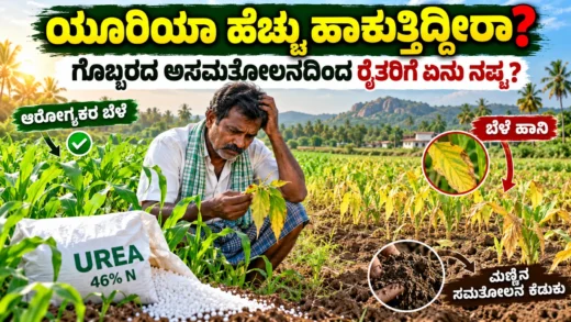 ಯೂರಿಯಾ ಗೊಬ್ಬರ ಅತಿಯಾದ ಬಳಕೆ ಮತ್ತು ಸಮತೋಲಿತ ಪೋಷಕಾಂಶ ನಿರ್ವಹಣೆಯ ಮಾಹಿತಿ ಚಿತ್ರ