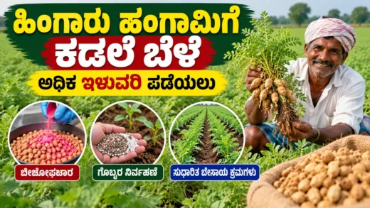 ಹಿಂಗಾರು ಹಂಗಾಮಿನ ಕಡಲೆ ಬೆಳೆಯ ಬಿತ್ತನೆ ಮತ್ತು ಬೆಳೆ ನಿರ್ವಹಣೆ ಕುರಿತ ಕೃಷಿ ಮಾಹಿತಿ ಚಿತ್ರ