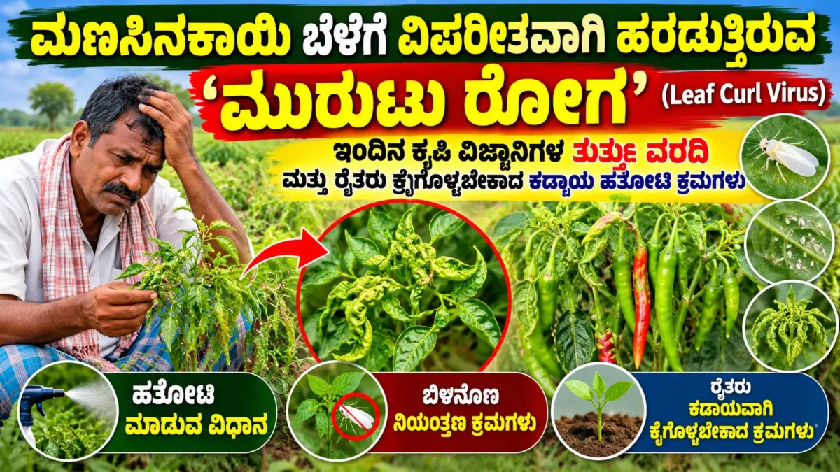 ಮೆಣಸಿನಕಾಯಿ ಎಲೆ ಮುರುಟು ರೋಗ ಮತ್ತು ಬೆಳೆ ರಕ್ಷಣೆ ಕುರಿತ ಚಿತ್ರ