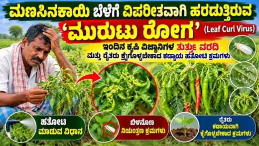 ಮೆಣಸಿನಕಾಯಿ ಎಲೆ ಮುರುಟು ರೋಗ ಮತ್ತು ಬೆಳೆ ರಕ್ಷಣೆ ಕುರಿತ ಚಿತ್ರ