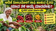 ಅಡಿಕೆ ತೋಟದ ನಡುವೆ ಕಾಫಿ ಬೆಳೆ ಮತ್ತು ಸೂಕ್ತ ಕಾಫಿ ತಳಿಗಳ ಆಯ್ಕೆ ಕುರಿತ ಚಿತ್ರ