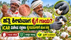 ಹತ್ತಿ ಕೀಳುವ ಕೃಷಿ ಕಾರ್ಮಿಕರ ಕೈ ರಕ್ಷಣೆಗೆ ಬಳಸುವ ಸುರಕ್ಷತಾ ಕೈಗವಸುಗಳ ಪ್ರತಿನಿಧಿ ಚಿತ್ರ