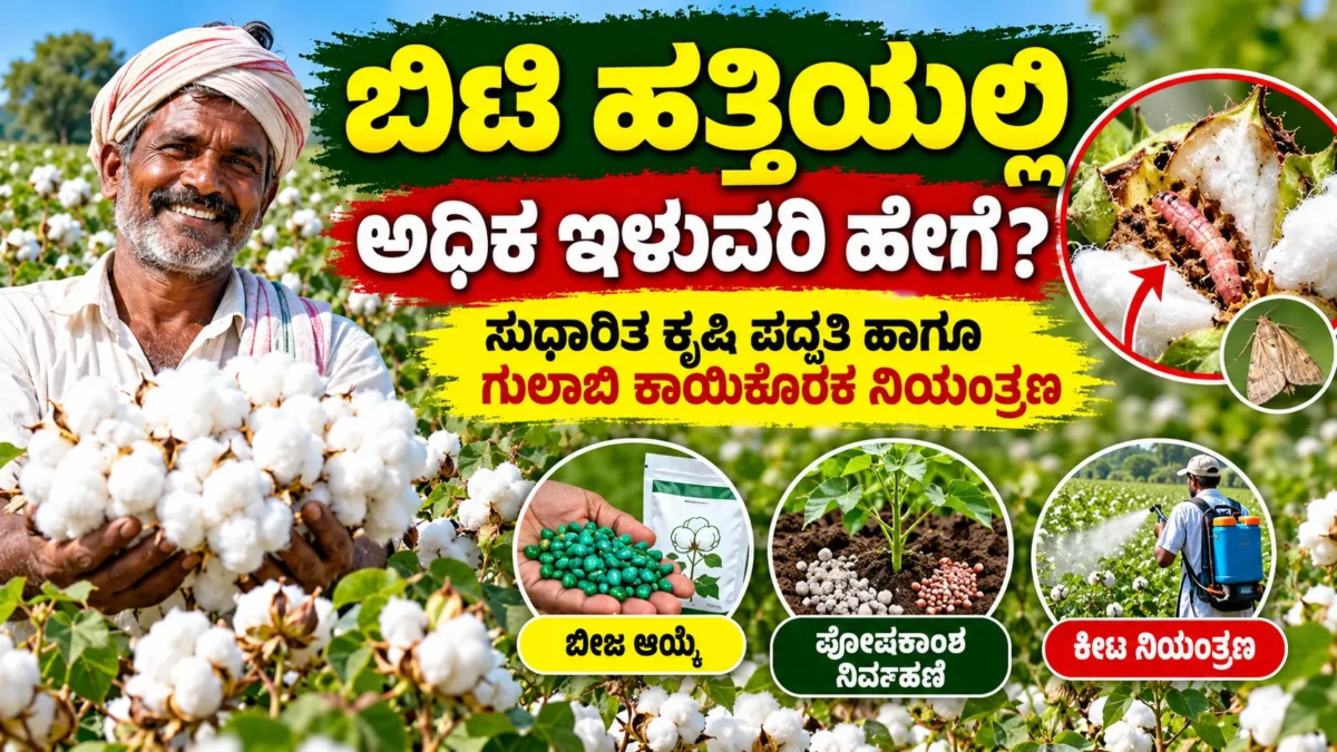 ಬಿಟಿ ಹತ್ತಿ ಕೃಷಿ ಮತ್ತು ಗುಲಾಬಿ ಕಾಯಿಕೊರಕ ಕೀಟ ನಿಯಂತ್ರಣದ ಕನ್ನಡ ಮಾಹಿತಿ ಚಿತ್ರ