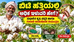 ಬಿಟಿ ಹತ್ತಿ ಕೃಷಿ ಮತ್ತು ಗುಲಾಬಿ ಕಾಯಿಕೊರಕ ಕೀಟ ನಿಯಂತ್ರಣದ ಕನ್ನಡ ಮಾಹಿತಿ ಚಿತ್ರ