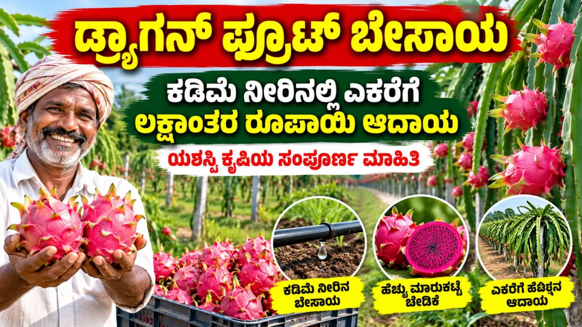 ಡ್ರ್ಯಾಗನ್ ಫ್ರೂಟ್ ತೋಟದಲ್ಲಿ ಕೆಂಪು ಹಣ್ಣು ಮತ್ತು ಬೇಸಾಯ ನಿರ್ವಹಣೆಯ ಚಿತ್ರ