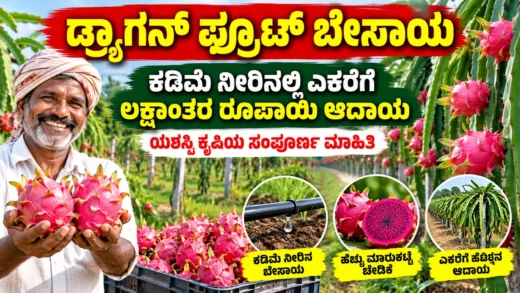 ಡ್ರ್ಯಾಗನ್ ಫ್ರೂಟ್ ತೋಟದಲ್ಲಿ ಕೆಂಪು ಹಣ್ಣು ಮತ್ತು ಬೇಸಾಯ ನಿರ್ವಹಣೆಯ ಚಿತ್ರ