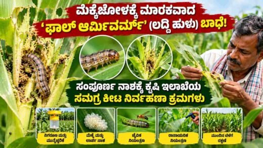 ಮೆಕ್ಕೆಜೋಳ ಫಾಲ್ ಆರ್ಮಿವರ್ಮ್ ಲದ್ದಿ ಹುಳು ಕೀಟ ನಿರ್ವಹಣೆಯ ಕುರಿತು ಚಿತ್ರ