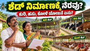 ಗ್ರಾಮೀಣ ಬಡ ಕುಟುಂಬಗಳಿಗೆ ಕುರಿ, ಹಸು ಮತ್ತು ಕೋಳಿ ಶೆಡ್ ನಿರ್ಮಾಣಕ್ಕೆ ನೆರವು: ಸರ್ಕಾರದ ಯೋಜನೆ ಏನು?