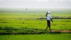 Farmer ID ಕರ್ನಾಟಕ ರೈತ ಡಿಜಿಟಲ್ ಕೃಷಿ ಸೇವೆ