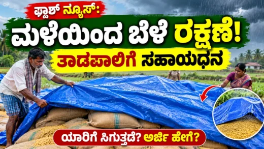 ಅಕಾಲಿಕ ಮಳೆಯಿಂದ ಕೊಯ್ಲಿನ ಬೆಳೆಯನ್ನು ತಾಡಪಾಲಿನಿಂದ ರಕ್ಷಿಸುವ ಚಿತ್ರ