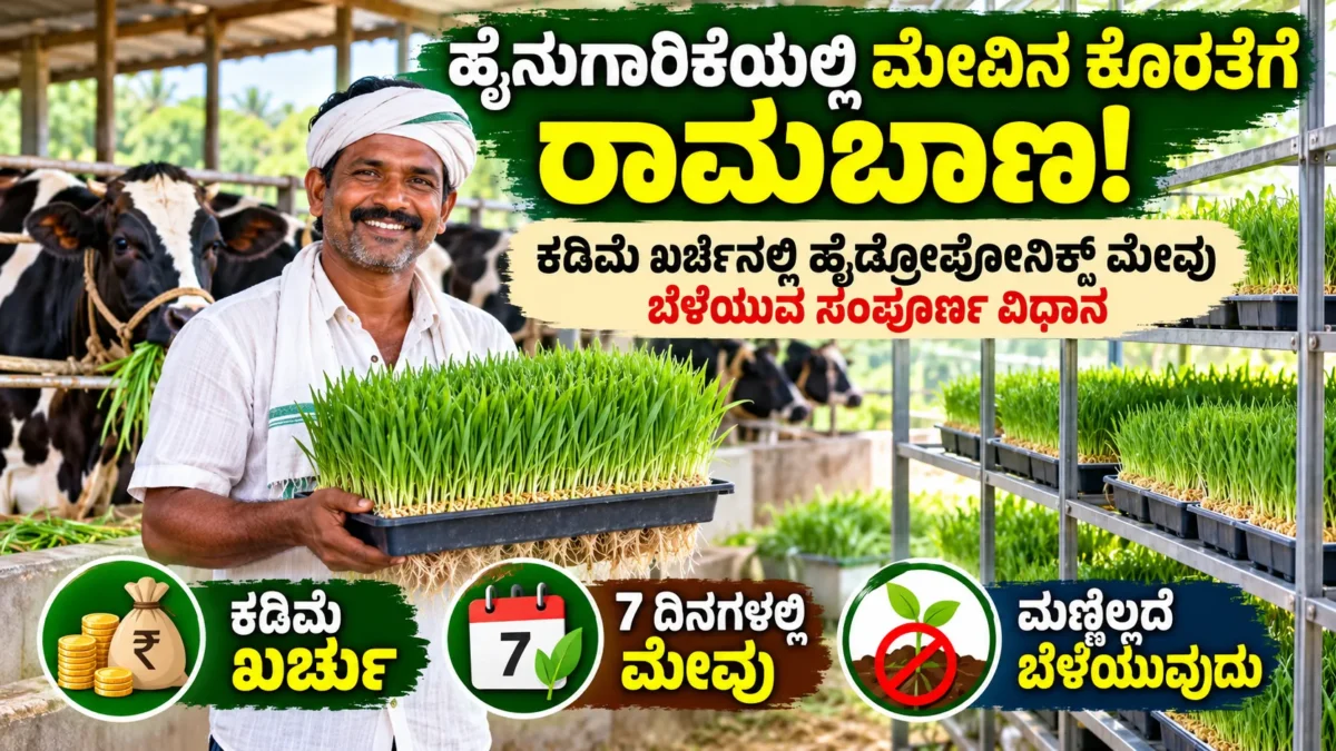 ಹೈಡ್ರೋಪೋನಿಕ್ಸ್ ವಿಧಾನದಲ್ಲಿ ಬೆಳೆಸುವ ಹಸಿರು ಜಾನುವಾರು ಮೇವು ಕುರಿತ ಚಿತ್ರ