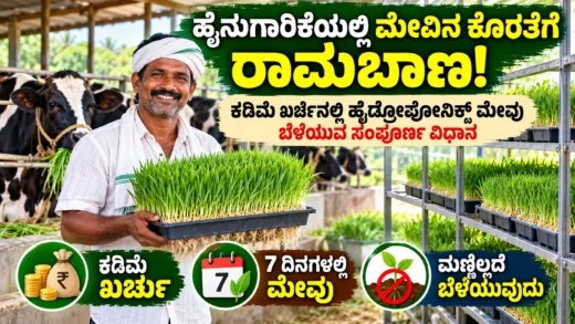 ಹೈಡ್ರೋಪೋನಿಕ್ಸ್ ವಿಧಾನದಲ್ಲಿ ಬೆಳೆಸುವ ಹಸಿರು ಜಾನುವಾರು ಮೇವು ಕುರಿತ ಚಿತ್ರ