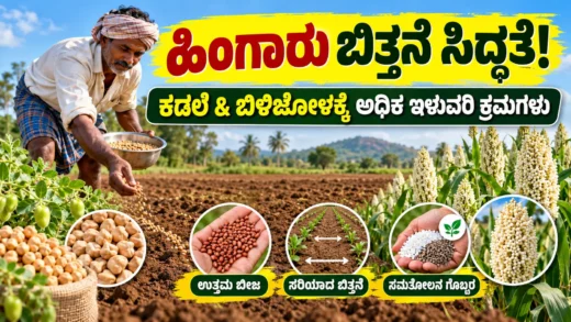 ಕರ್ನಾಟಕದಲ್ಲಿ ಹಿಂಗಾರು ಕಡಲೆ ಮತ್ತು ಬಿಳಿಜೋಳ ಬಿತ್ತನೆ ಕೃಷಿ ಮಾರ್ಗದರ್ಶಿ ಚಿತ್ರ