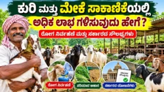ಕರ್ನಾಟಕದ ಗ್ರಾಮೀಣ ಕುರಿ ಮತ್ತು ಮೇಕೆ ಸಾಕಾಣಿಕೆಗೆ ರೋಗ ನಿರ್ವಹಣೆ ಮತ್ತು ಕೃಷಿ ಸಲಹೆ ಚಿತ್ರ