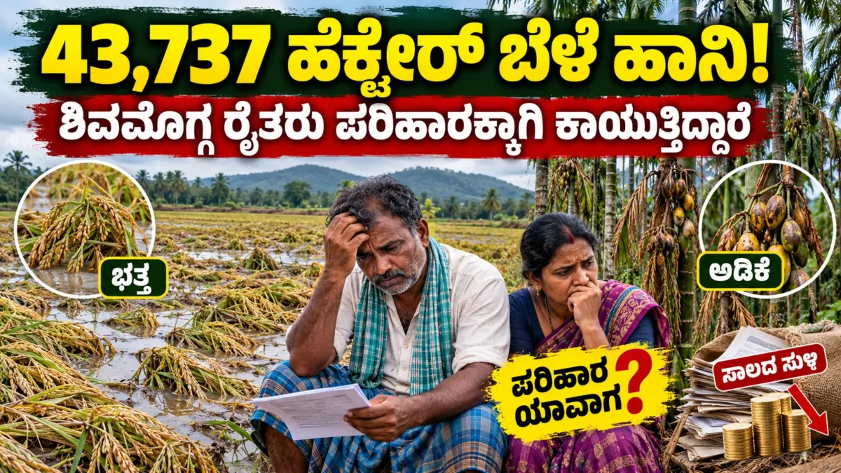 ಶಿವಮೊಗ್ಗ ಕೃಷಿ ಬೆಳೆ ಹಾನಿ ಮತ್ತು ಪರಿಹಾರಕ್ಕಾಗಿ ಕಾಯುತ್ತಿರುವ ರೈತರ ಸಮಸ್ಯೆ ಕುರಿತು ಚಿತ್ರ