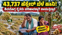ಶಿವಮೊಗ್ಗ ಕೃಷಿ ಬೆಳೆ ಹಾನಿ ಮತ್ತು ಪರಿಹಾರಕ್ಕಾಗಿ ಕಾಯುತ್ತಿರುವ ರೈತರ ಸಮಸ್ಯೆ ಕುರಿತು ಚಿತ್ರ