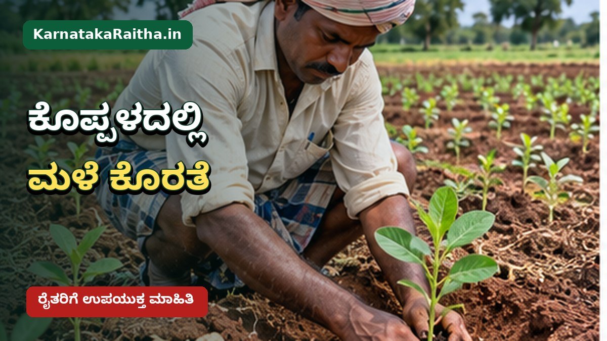 ಕೊಪ್ಪಳದಲ್ಲಿ ಮಳೆ ಕೊರತೆ ಮತ್ತು ಬೆಳೆ ಹಾನಿ ಪರಿಶೀಲಿಸುವ ಕರ್ನಾಟಕ ರೈತ