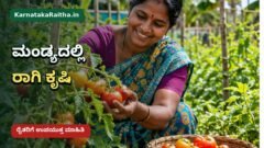 ಮಂಡ್ಯ ಜಿಲ್ಲೆಯಲ್ಲಿ ರಾಗಿ ಬೆಳೆಯ ಸ್ಥಿತಿ ಪರಿಶೀಲಿಸುವ ರೈತ