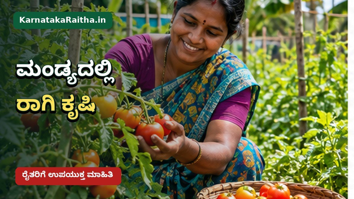 ಮಂಡ್ಯ ಜಿಲ್ಲೆಯಲ್ಲಿ ರಾಗಿ ಬೆಳೆಯ ಸ್ಥಿತಿ ಪರಿಶೀಲಿಸುವ ರೈತ