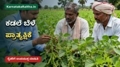 ಕಲಬುರಗಿ ಚಿಂಚೋಳಿಯಲ್ಲಿ ಕಡಲೆ ಬೀಜ ಪ್ರಾತ್ಯಕ್ಷಿಕೆ ಮತ್ತು ರೈತ