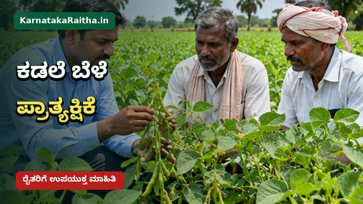 ಕಲಬುರಗಿ ಚಿಂಚೋಳಿಯಲ್ಲಿ ಕಡಲೆ ಬೀಜ ಪ್ರಾತ್ಯಕ್ಷಿಕೆ ಮತ್ತು ರೈತ