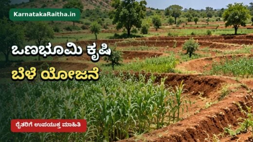 ಚಿಂಚೋಳಿಯ ಒಣಭೂಮಿಯಲ್ಲಿ ಮಳೆಆಧಾರಿತ ಬೆಳೆ ಯೋಜನೆ