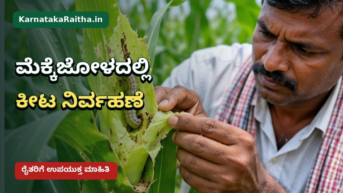 ಕರ್ನಾಟಕ ಮೆಕ್ಕೆಜೋಳ ಬೆಳೆಯಲ್ಲಿ ಕೀಟ ಹಾನಿ ಪರಿಶೀಲನೆ