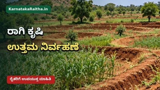 ಕರ್ನಾಟಕ ರಾಗಿ ಹೊಲದಲ್ಲಿ ಬೆಳೆ ನಿರ್ವಹಣೆ ಮತ್ತು ಮಳೆಆಧಾರಿತ ಕೃಷಿ