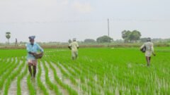 Kisan Sarathi ಕೃಷಿ ಸಲಹೆ ಪಡೆಯುವ ರೈತ