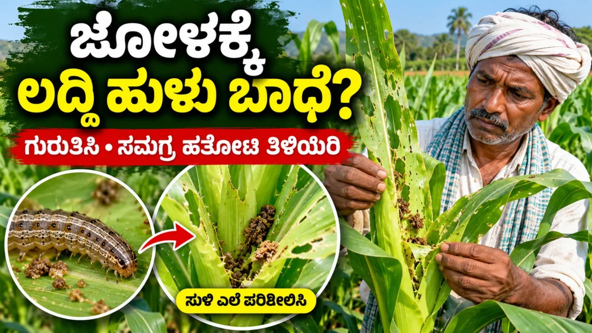 ಮುಸುಕಿನ ಜೋಳದ ಎಲೆಯಲ್ಲಿ ಲದ್ದಿ ಹುಳು ಬಾಧೆ ಪರಿಶೀಲಿಸುತ್ತಿರುವ ಕರ್ನಾಟಕ ರೈತ