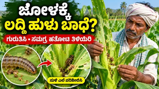 ಮುಸುಕಿನ ಜೋಳದ ಎಲೆಯಲ್ಲಿ ಲದ್ದಿ ಹುಳು ಬಾಧೆ ಪರಿಶೀಲಿಸುತ್ತಿರುವ ಕರ್ನಾಟಕ ರೈತ
