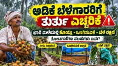 ಕರ್ನಾಟಕದ ಅಡಿಕೆ ತೋಟದಲ್ಲಿ ಕೊಯ್ಲು ಮತ್ತು ಮಳೆಗಾಲದ ಅಡಿಕೆ ಬೆಳೆ ರಕ್ಷಣೆ ಕುರಿತ ಚಿತ್ರ