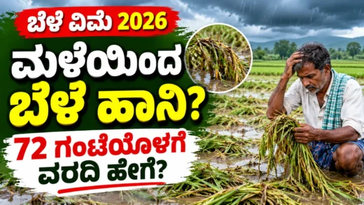 ಮಳೆಯಿಂದ ಹಾನಿಗೊಳಗಾದ ಕೃಷಿ ಬೆಳೆ ಮತ್ತು ಬೆಳೆ ವಿಮೆ ಮಾಹಿತಿ ಕುರಿತ ಚಿತ್ರ
