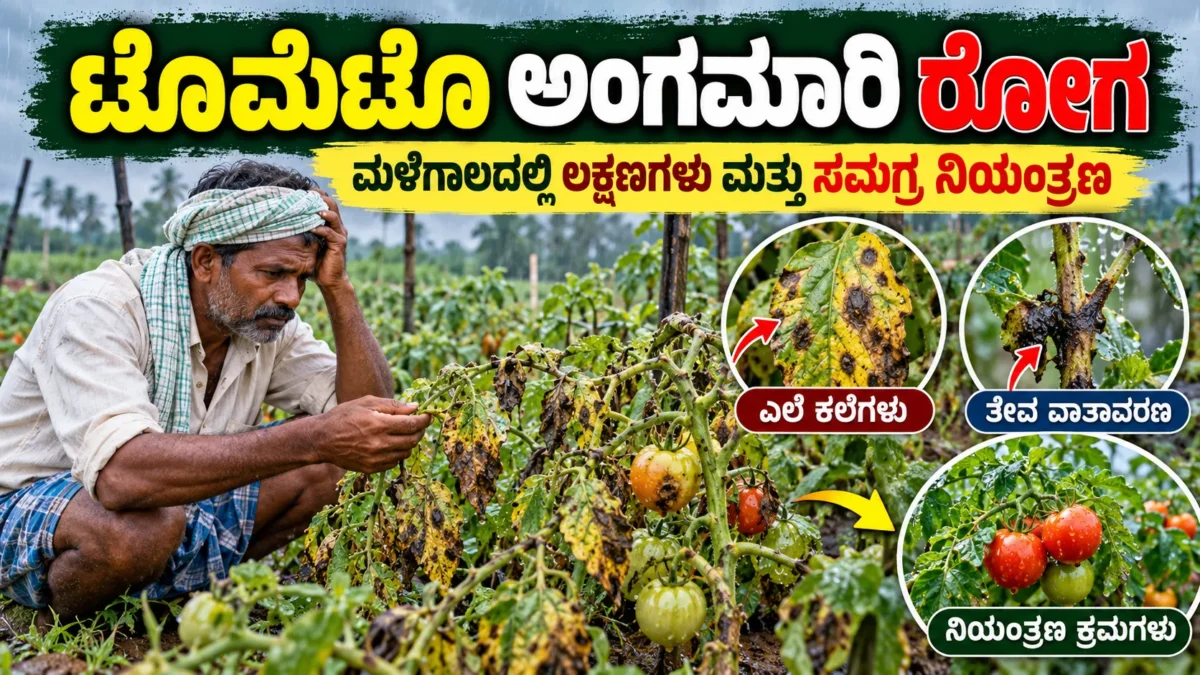 ಮಳೆಗಾಲದಲ್ಲಿ ಟೊಮೆಟೊ ಅಂಗಮಾರಿ ರೋಗ ಗುರುತಿಸುವಿಕೆ ಮತ್ತು ನಿರ್ವಹಣೆ ಕುರಿತ ಕನ್ನಡ ಕೃಷಿ ಮಾಹಿತಿ ಚಿತ್ರ