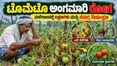 ಮಳೆಗಾಲದಲ್ಲಿ ಟೊಮೆಟೊ ಅಂಗಮಾರಿ ರೋಗ ಗುರುತಿಸುವಿಕೆ ಮತ್ತು ನಿರ್ವಹಣೆ ಕುರಿತ ಕನ್ನಡ ಕೃಷಿ ಮಾಹಿತಿ ಚಿತ್ರ