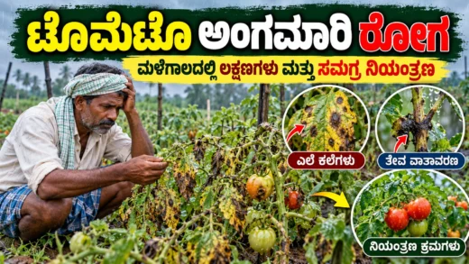 ಮಳೆಗಾಲದಲ್ಲಿ ಟೊಮೆಟೊ ಅಂಗಮಾರಿ ರೋಗ ಗುರುತಿಸುವಿಕೆ ಮತ್ತು ನಿರ್ವಹಣೆ ಕುರಿತ ಕನ್ನಡ ಕೃಷಿ ಮಾಹಿತಿ ಚಿತ್ರ