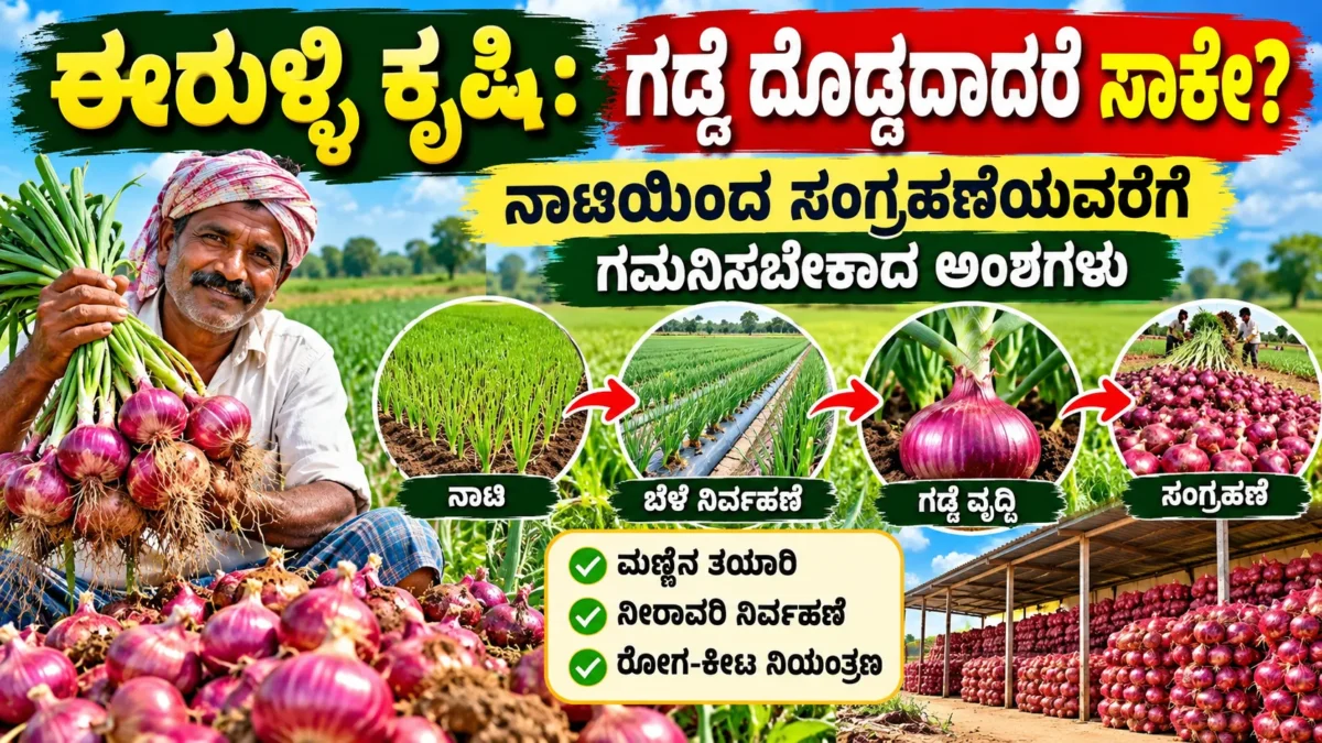 ಈರುಳ್ಳಿ ಕೃಷಿಯಲ್ಲಿ ನಾಟಿಯಿಂದ ಕೊಯ್ಲು ಮತ್ತು ಸಂಗ್ರಹಣೆಯವರೆಗೆ ಮಾಹಿತಿ ಚಿತ್ರ