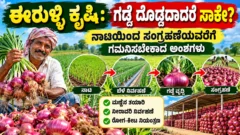 ಈರುಳ್ಳಿ ಕೃಷಿಯಲ್ಲಿ ನಾಟಿಯಿಂದ ಕೊಯ್ಲು ಮತ್ತು ಸಂಗ್ರಹಣೆಯವರೆಗೆ ಮಾಹಿತಿ ಚಿತ್ರ