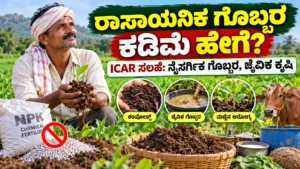 ರಾಸಾಯನಿಕ ಗೊಬ್ಬರದ ಅವಲಂಬನೆ ಕಡಿಮೆ ಮಾಡುವುದು ಹೇಗೆ? ನೈಸರ್ಗಿಕ ಗೊಬ್ಬರ ಮತ್ತು ಜೈವಿಕ ಕೃಷಿ ಕುರಿತು ICAR ನೀಡಿದ ಸಲಹೆಗಳು