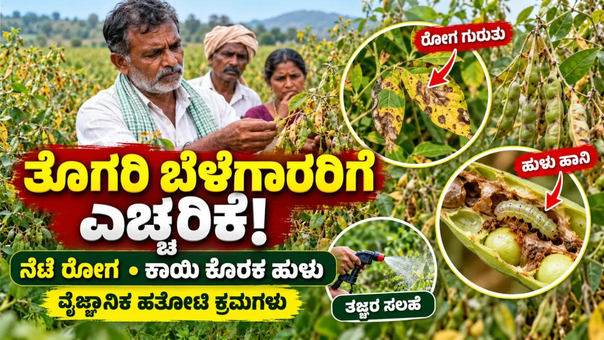 ತೊಗರಿ ಗಿಡ ಮತ್ತು ಕಾಯಿ ಹಾನಿಯನ್ನು ಪರಿಶೀಲಿಸುತ್ತಿರುವ ರೈತ; ನೆಟೆ ರೋಗ ಹಾಗೂ ಕಾಯಿ ಕೊರಕ ನಿರ್ವಹಣೆಯ ಚಿತ್ರ