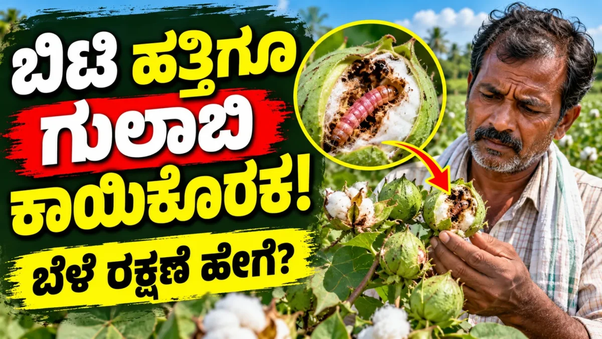 ಹತ್ತಿ ಬೋಳಿನಲ್ಲಿ ಗುಲಾಬಿ ಕಾಯಿಕೊರಕ ಕೀಟದ ಪರಿಣಾಮ ಮತ್ತು ಬೆಳೆ ಸಂರಕ್ಷಣೆಯ ಮಾಹಿತಿ ಚಿತ್ರ