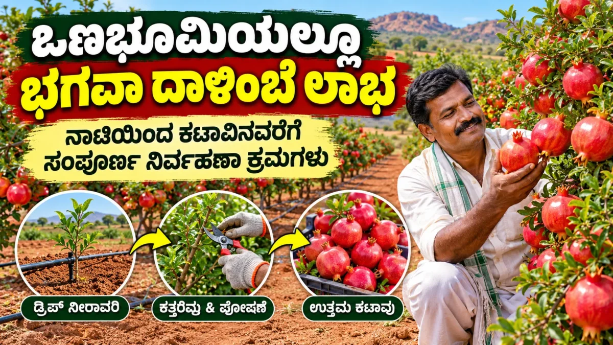 ಕರ್ನಾಟಕದ ಒಣಭೂಮಿಯಲ್ಲಿ ಭಗವಾ ದಾಳಿಂಬೆ ಬೇಸಾಯ ಮತ್ತು ತೋಟ ನಿರ್ವಹಣೆ ಕುರಿತ ಮಾಹಿತಿ ಚಿತ್ರ